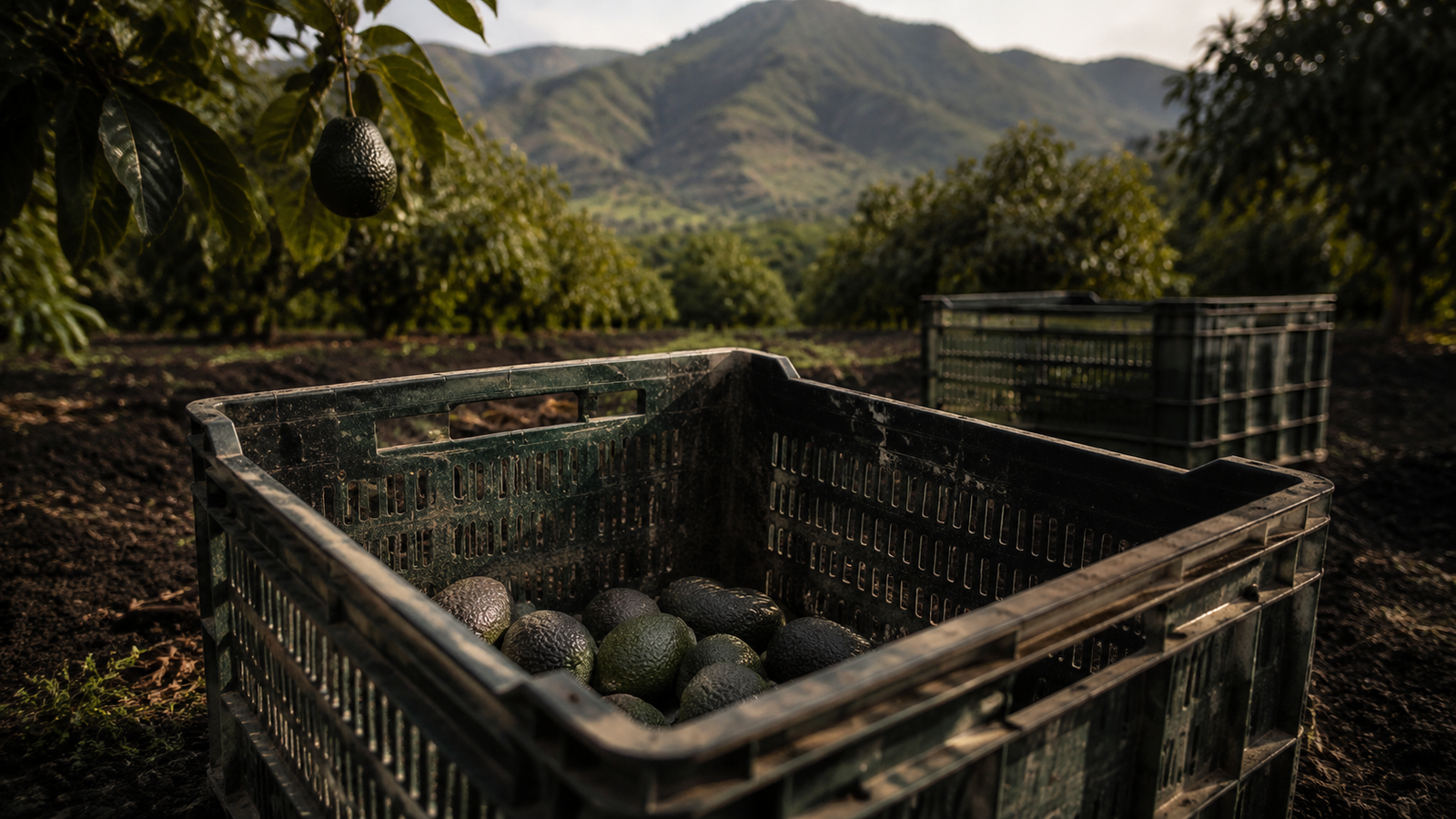 Michoacán cierra temporada de aguacate con menos volumen