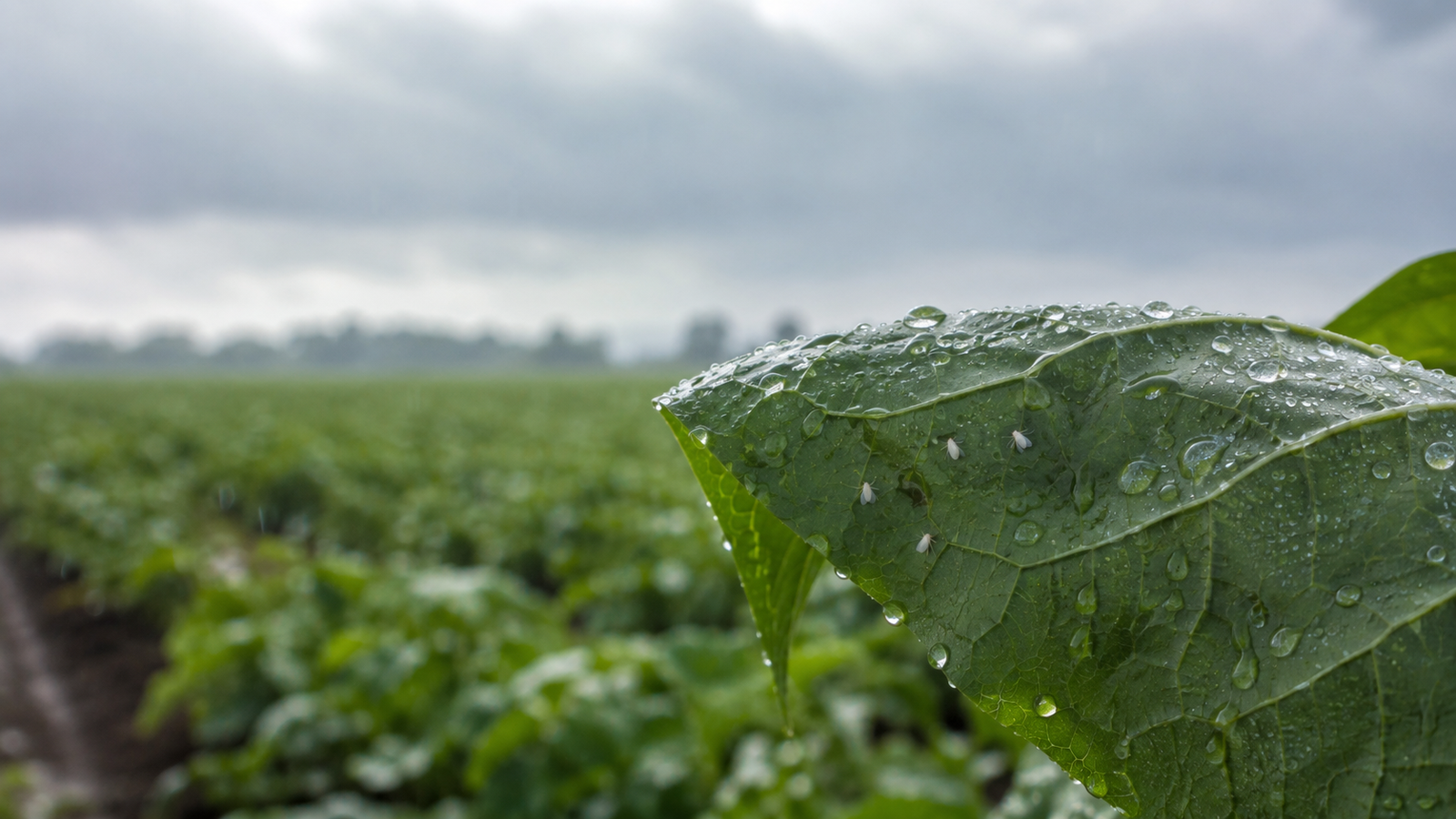 Sinaloa gana tiempo con lluvias frente a la mosquita blanca